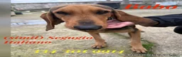 Segugio cani in regalo: BOBO 💙 ama correre. Ama fidarsi. a Provincia di Perugia - Annuncio 1