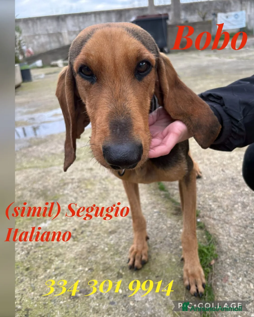 Segugio cani in regalo: BOBO 💙 ama correre. Ama fidarsi. a Provincia di Perugia - Annuncio 1