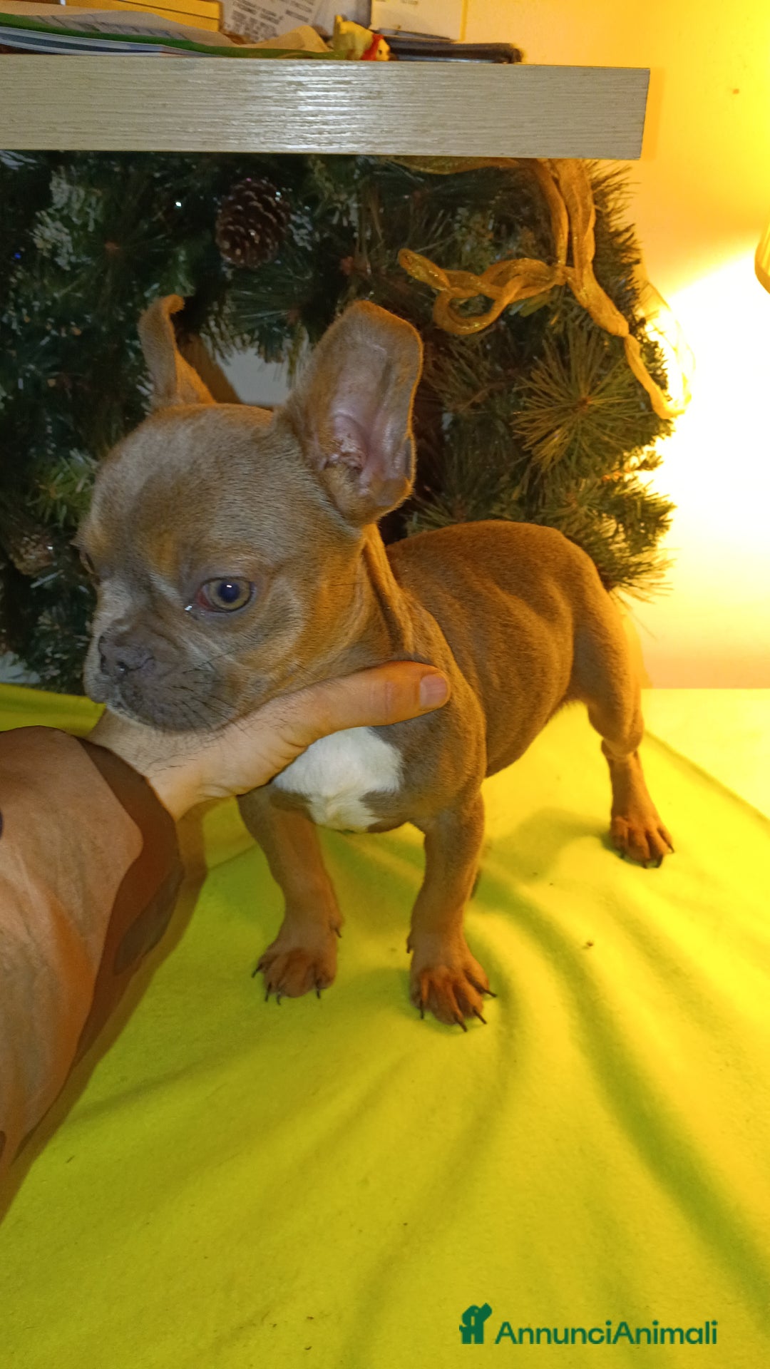 Bulldog Francese cani in vendita: Bulldog francesi esotici - Annuncio 3