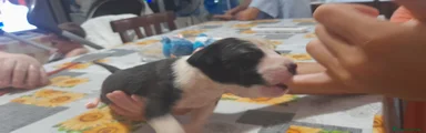 American Pitbull Terrier UKC 8