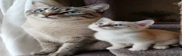 Siamese gatti in vendita: Gattini siamesi Tabby - Annuncio 2