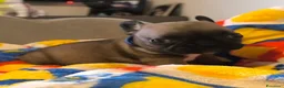 Bulldog Francese cani in vendita: Cuccioli di Bulldog francese - Annuncio 1