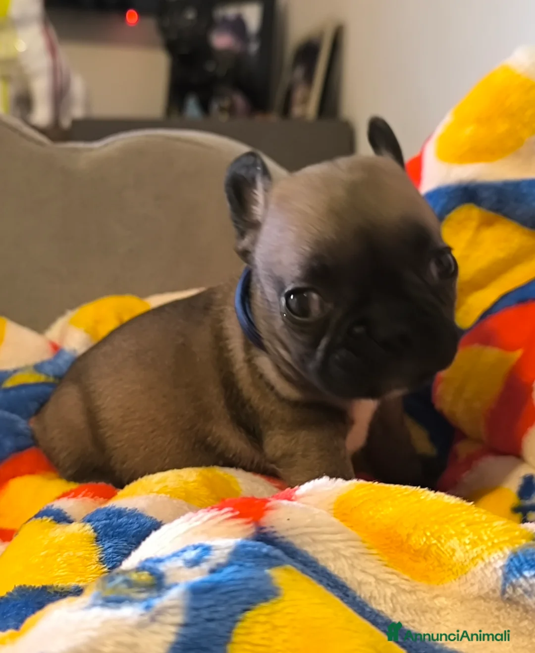 Bulldog Francese cani in vendita: Cuccioli di Bulldog francese - Annuncio 1