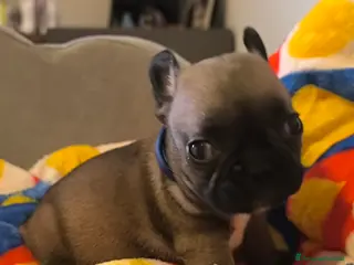 Bulldog Francese cani Cuccioli di Bulldog francese - Annuncio 2