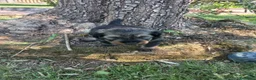 Meticcio cani in regalo: Regalo cuccioli meticci di taglia medio piccola a Provincia di Padova - Annuncio 3