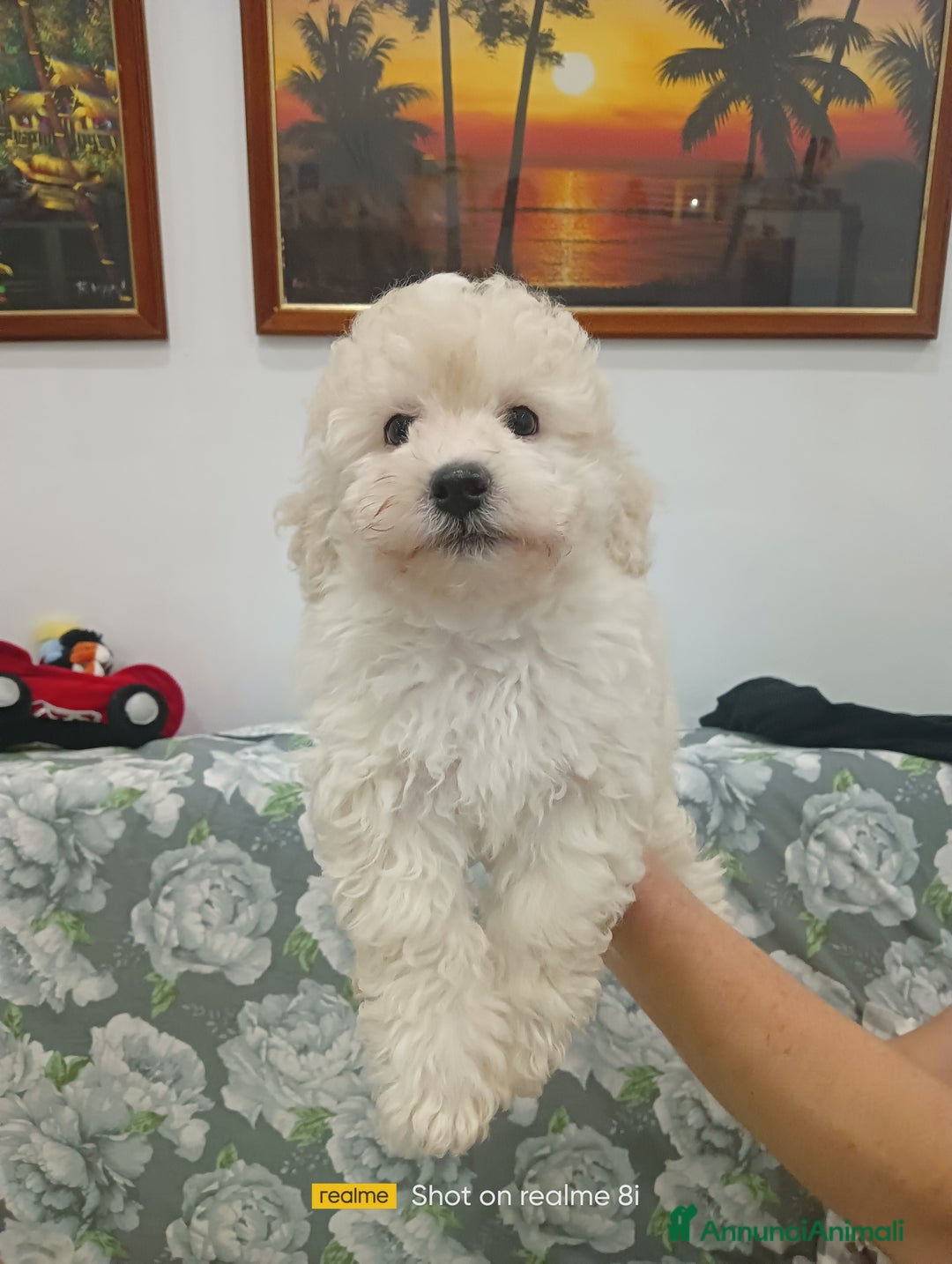 Meticcio cani in vendita: Maltipoo maschio  - Annuncio 5
