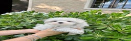Maltese cani in vendita: Bellissimi maltesi cuccioli a Città Metropolitana di Venezia - Annuncio 3