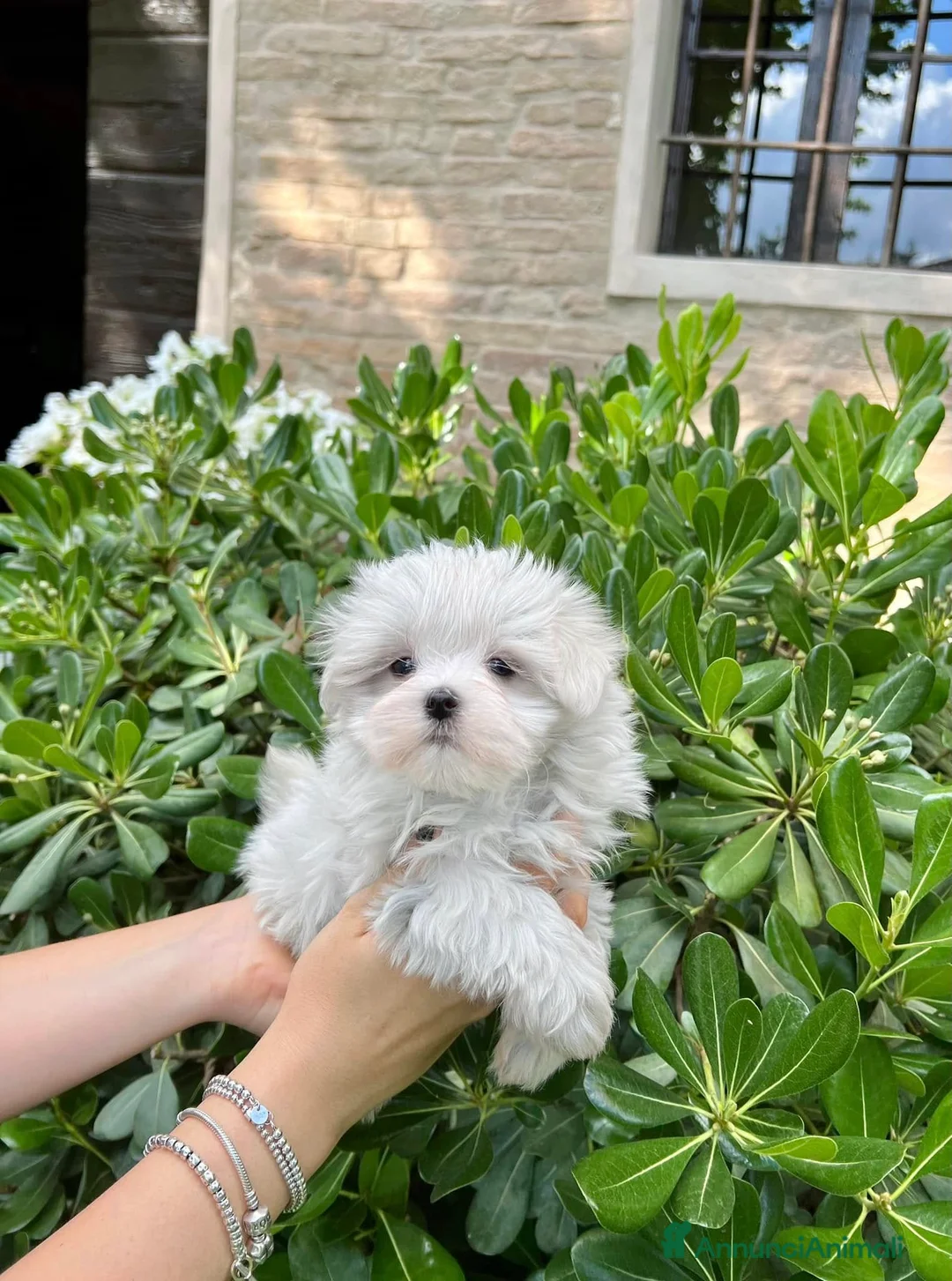 Maltese cani in vendita: Bellissimi maltesi cuccioli a Città Metropolitana di Venezia - Annuncio 3
