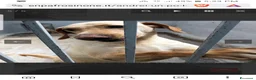 Meticcio cani in regalo: ADOZIONE DEL CUORE PER ANDREI - Annuncio 2