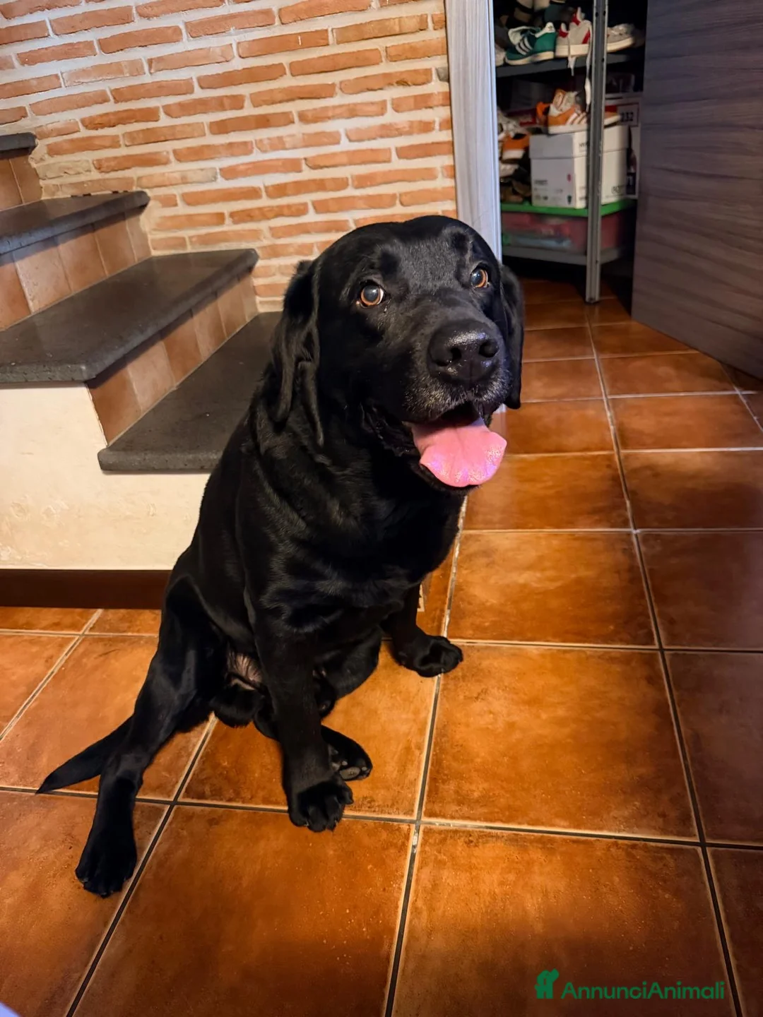 Labrador cani per accoppiamento: blu cerca fidanzata (non vogliamo soldi) - Annuncio 2