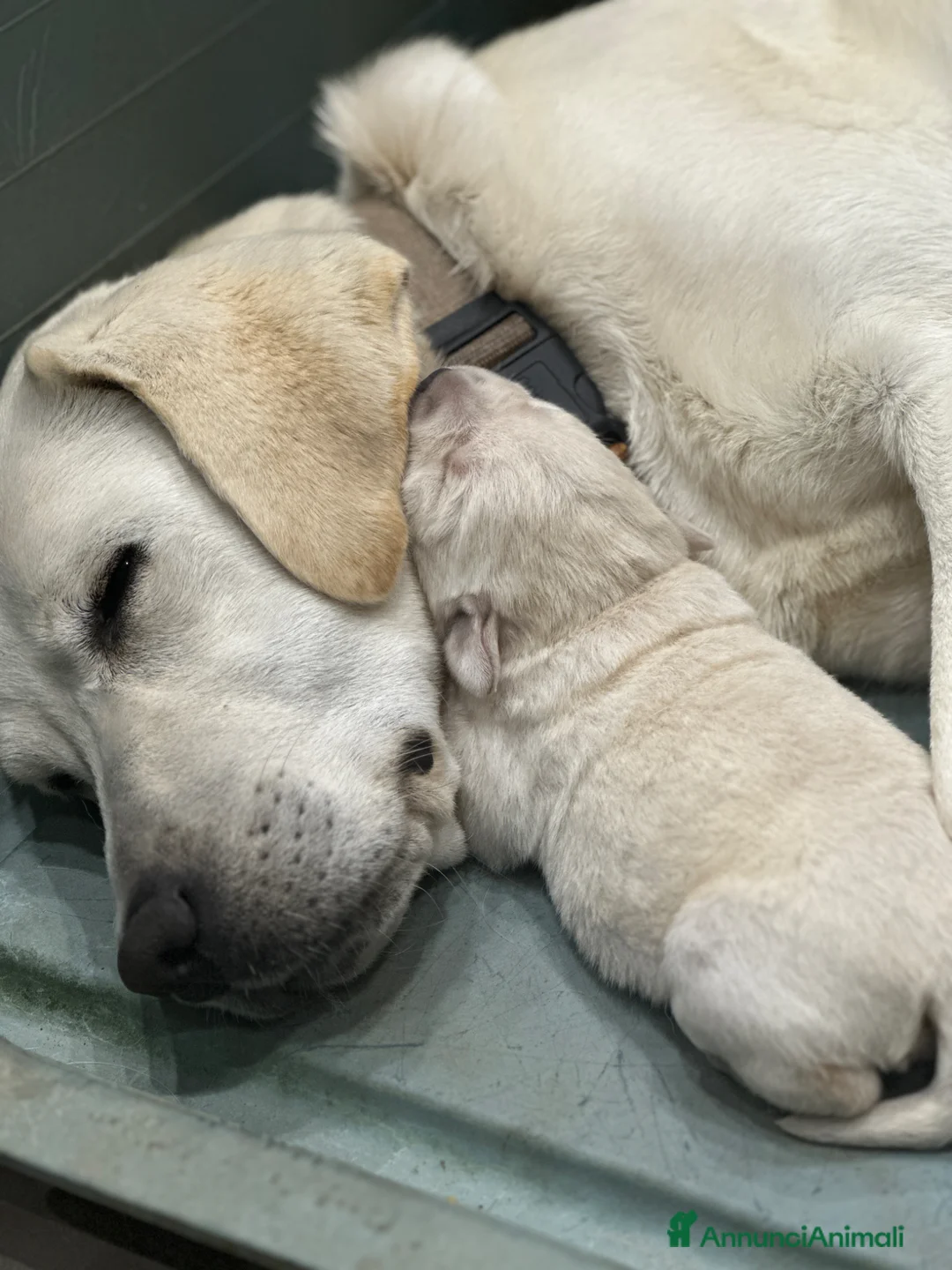 Labrador cani in vendita: Splendidi Cuccioli di Labrador - Annuncio 1