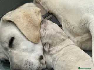 Labrador cani Splendidi Cuccioli di Labrador - Annuncio 18