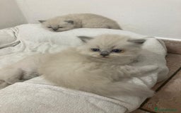 Scottish gatti in vendita: gatti scottish fold e straight a Provincia di Forlì-Cesena - Immagine 7