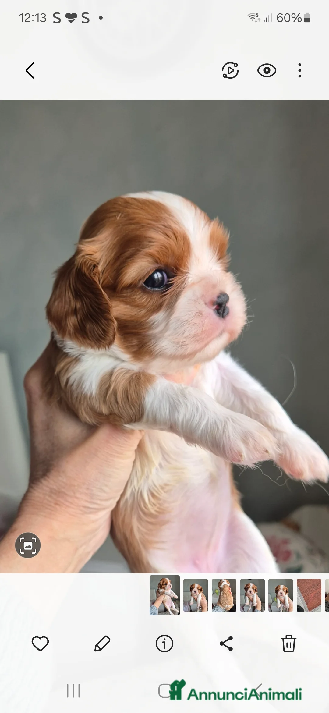 Cavalier King cani in vendita: Cuccioli di Cavalier king - Annuncio 1