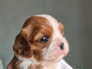 Cavalier King cani Cuccioli di Cavalier king - Annuncio 5