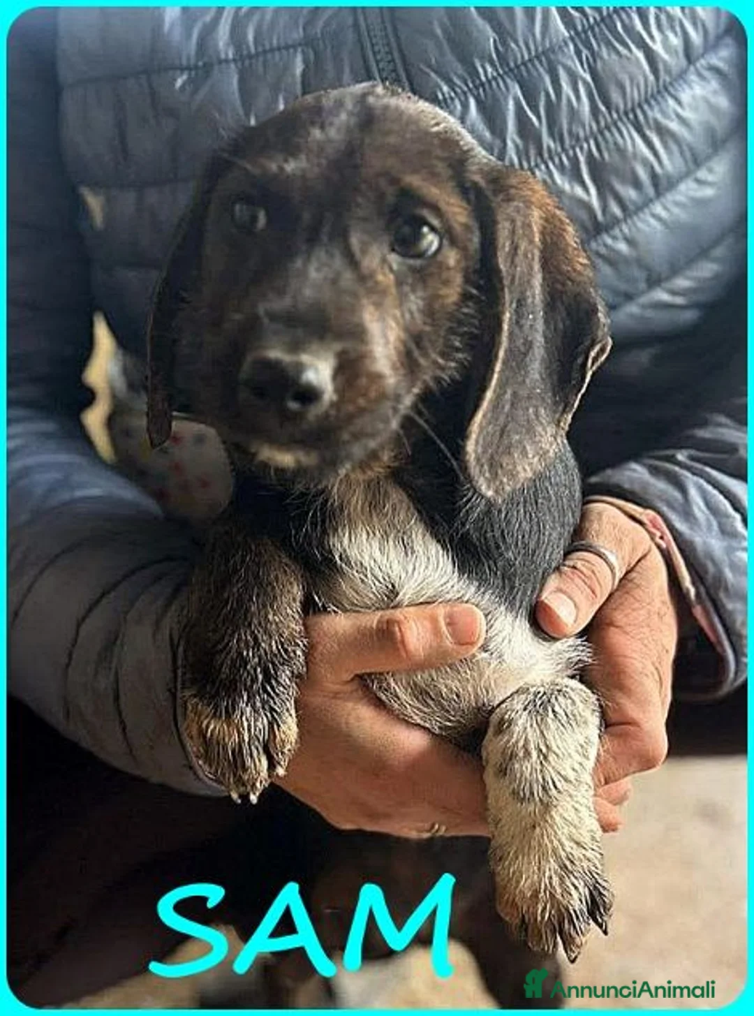 Meticcio cani in regalo: FRED e SAM simil bassottini - Annuncio 2