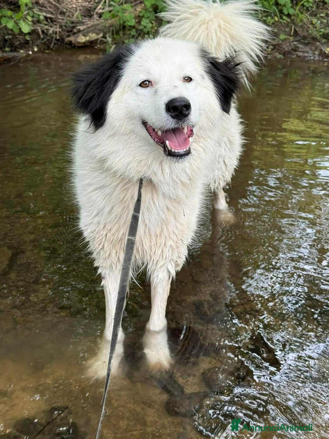 Meticcio cani in regalo: DAPHNE, raggio di sole in canile! - Annuncio 4