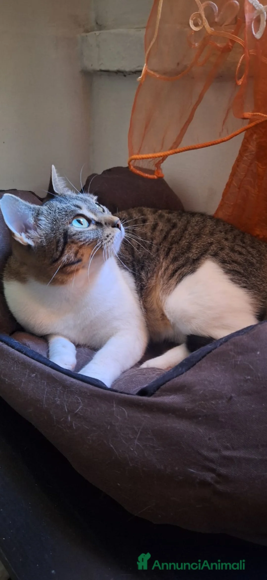 Europeo gatti in regalo: Adotta Luz, dona coccole a profusione - Annuncio 2