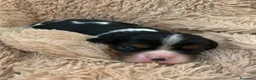 Cavalier King cani in vendita: Cuccioli di Cavalier King Charles Spaniel - Annuncio 8