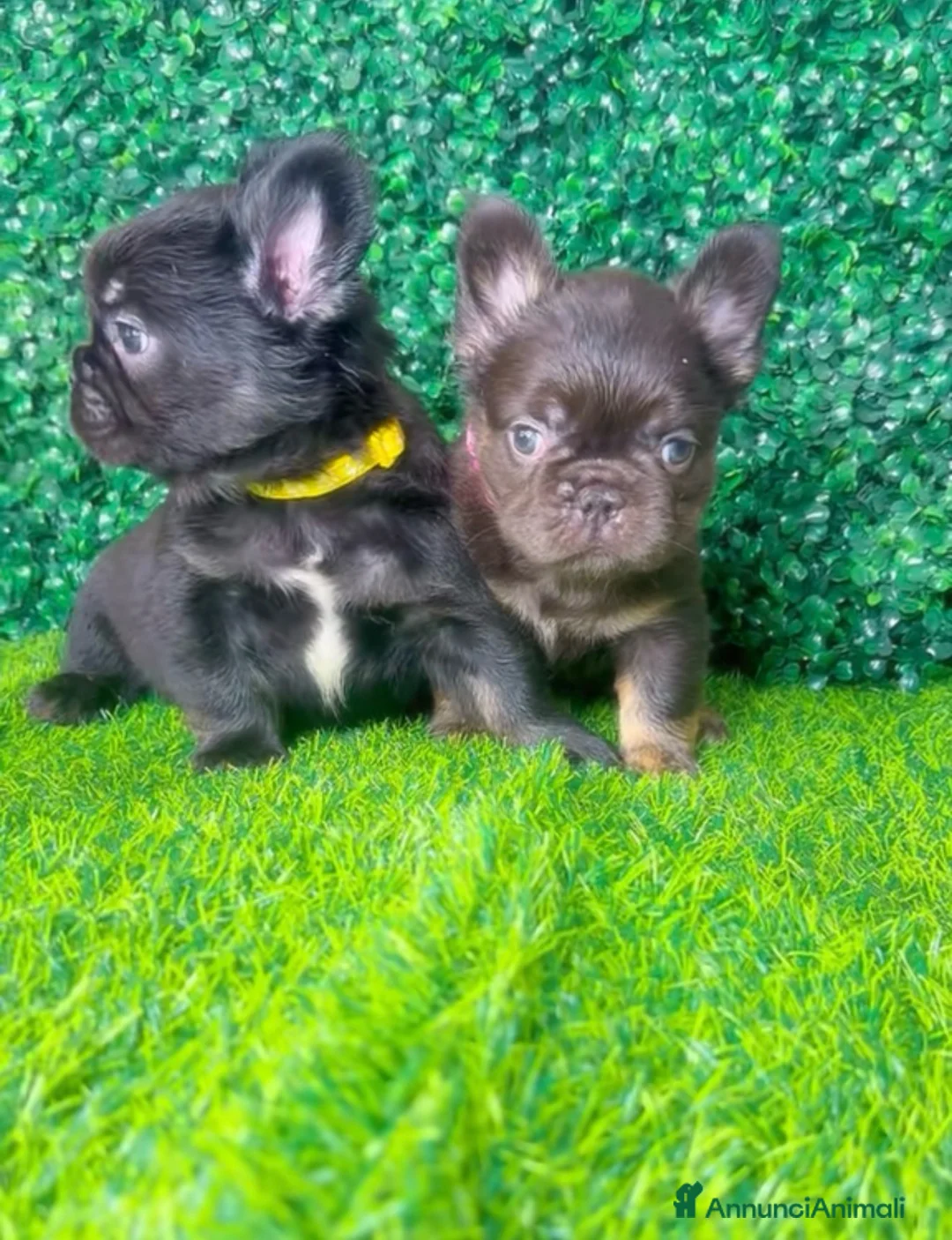 Bulldog Francese cani in vendita: Bulldog francese fluffy - Annuncio 3