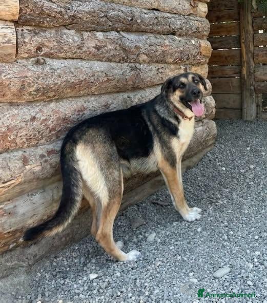 Meticcio cani in regalo: Masha - Annuncio 2
