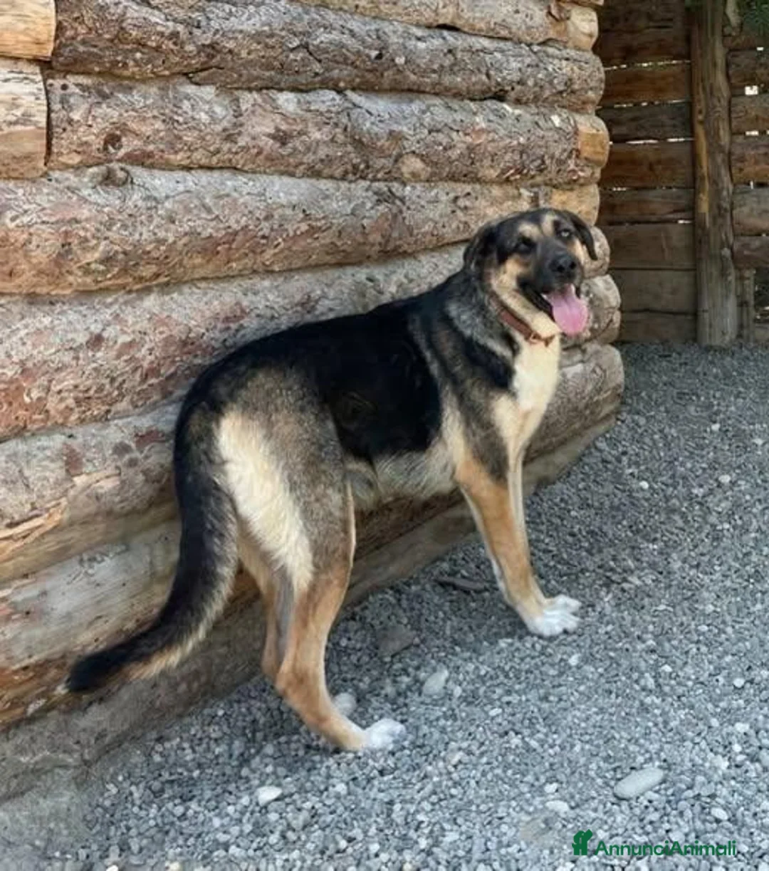 Meticcio cani in regalo: Masha - Annuncio 1
