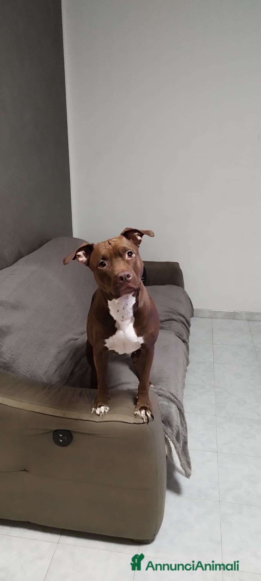 Pitbull cani American Pitbull  UKC Terrier Red Nouse - Annuncio 4