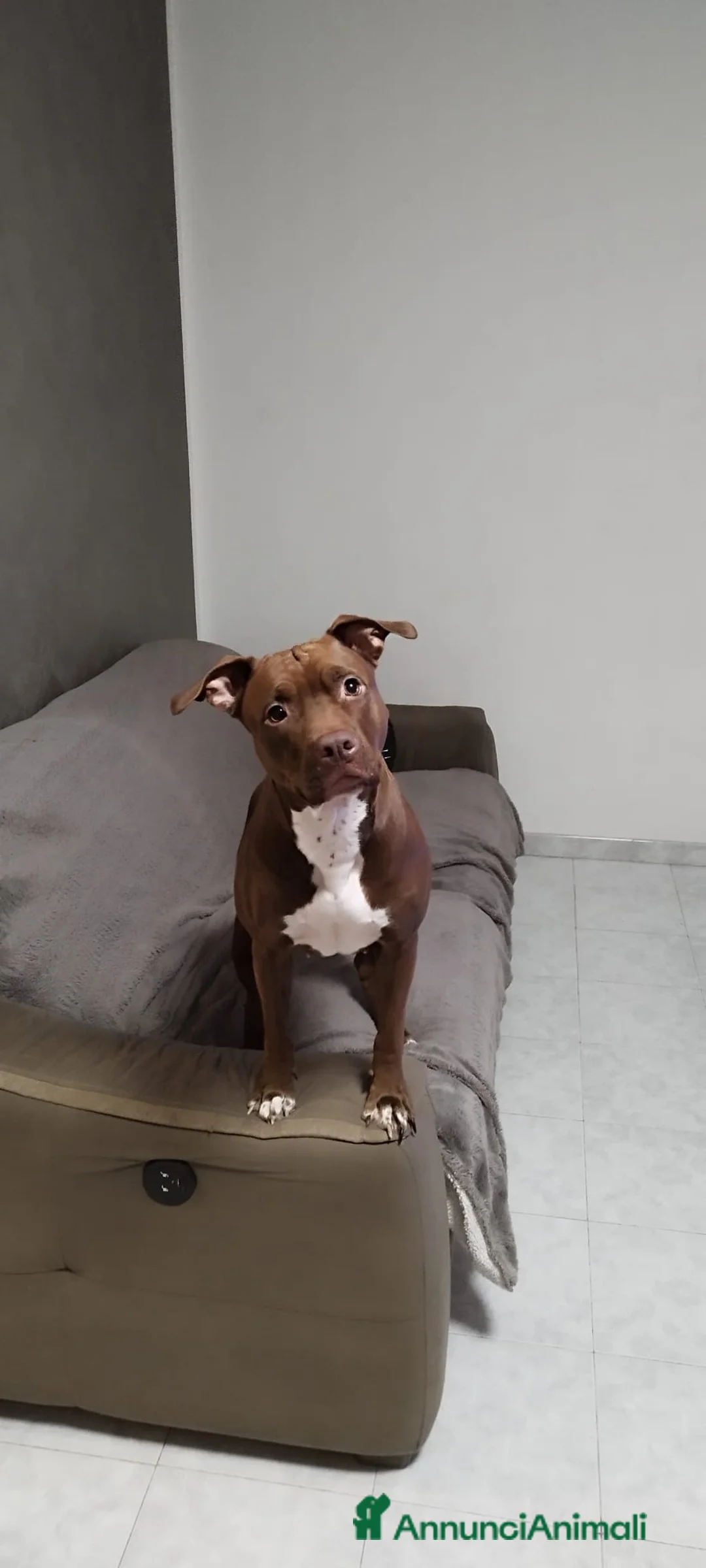 Pitbull cani in vendita: American Pitbull  UKC Terrier Red Nouse - Annuncio 1