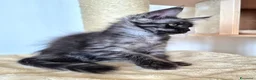 Maine Coon gatti in vendita: Cuccioli MCO di alta genealogia. - Annuncio 2