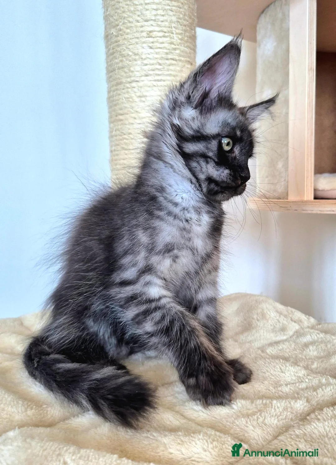 Maine Coon gatti in vendita: Cuccioli MCO di alta genealogia. - Annuncio 2