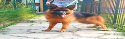 Pastore Tedesco cani in vendita: Cuccioli di pastore tedesco  - Annuncio 2