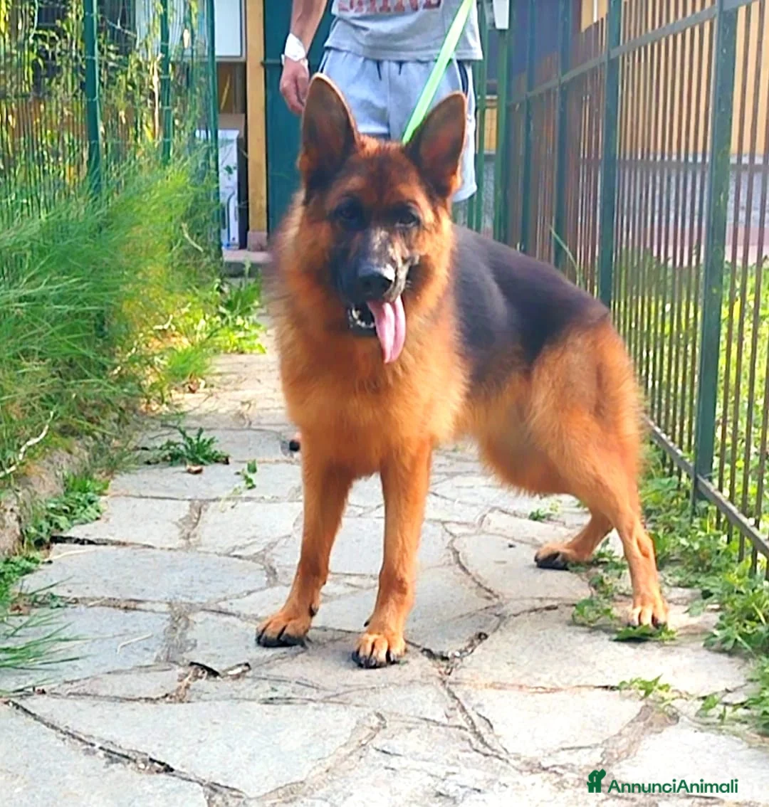 Pastore Tedesco cani in vendita: Cuccioli di pastore tedesco  - Annuncio 2