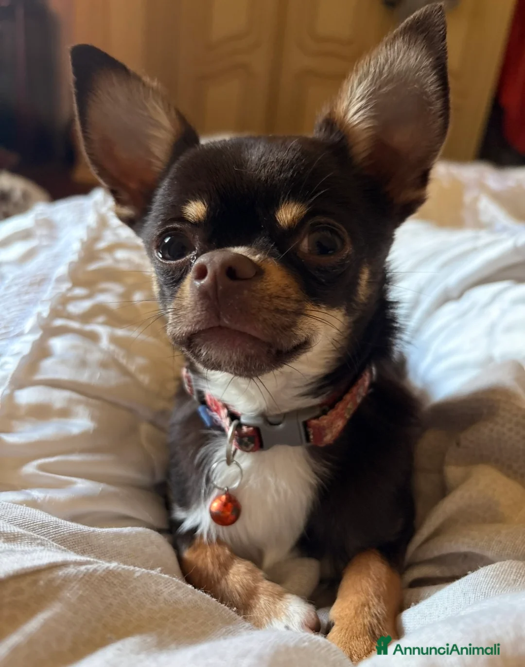 Chihuahua cani in vendita: chihuahua - Annuncio 2