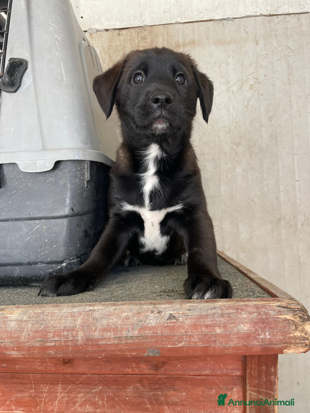 Meticcio cani in regalo: SPLENDIDO CUCCIOLO SIMIL LABRADOR NERO  - Annuncio 4