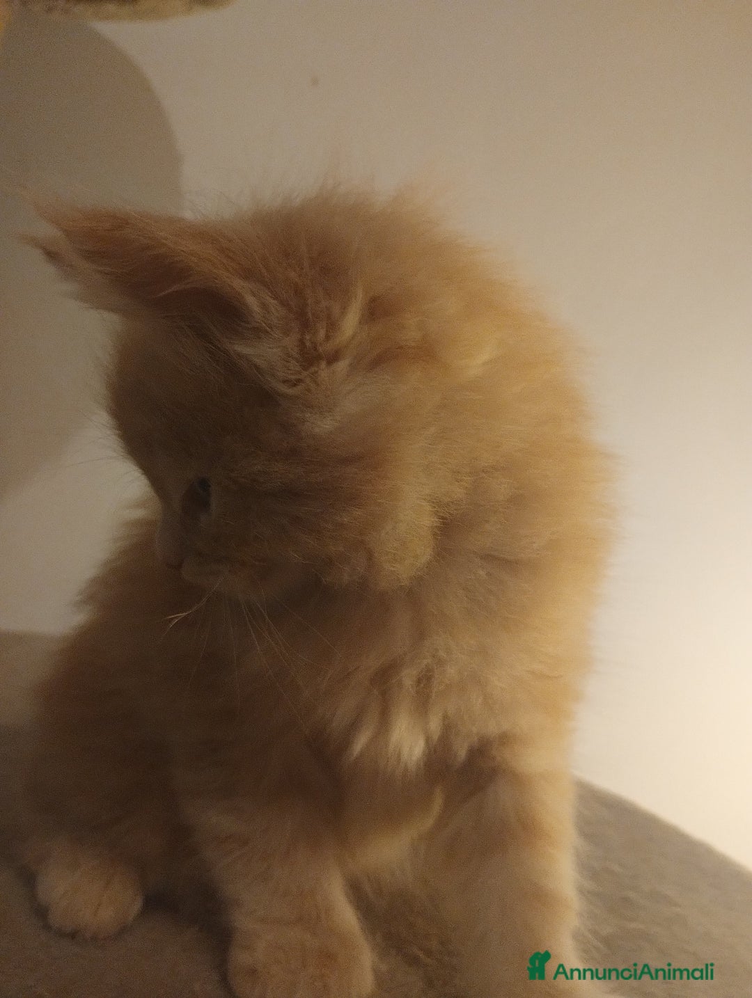 Maine Coon gatti in vendita: Maine coon cucciolo crema  - Annuncio 4