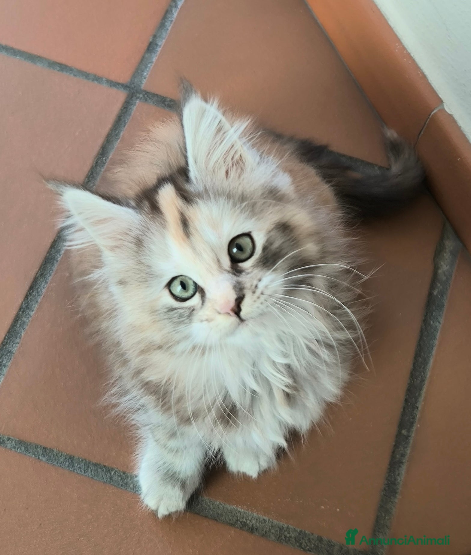 Maine Coon gatti Cucciola Maine Coon - Annuncio 2