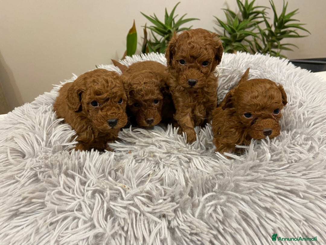 Barboncino Toy cani in vendita: Barboncino toy cuccioli con pedigree Enci - Annuncio 3