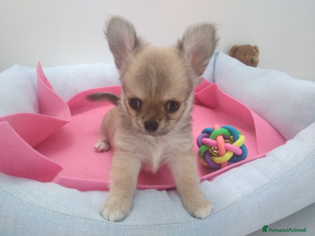 Chihuahua cani in vendita: Chihuahua maschio a pelo lungo con Pedegree Enci  - Annuncio 18