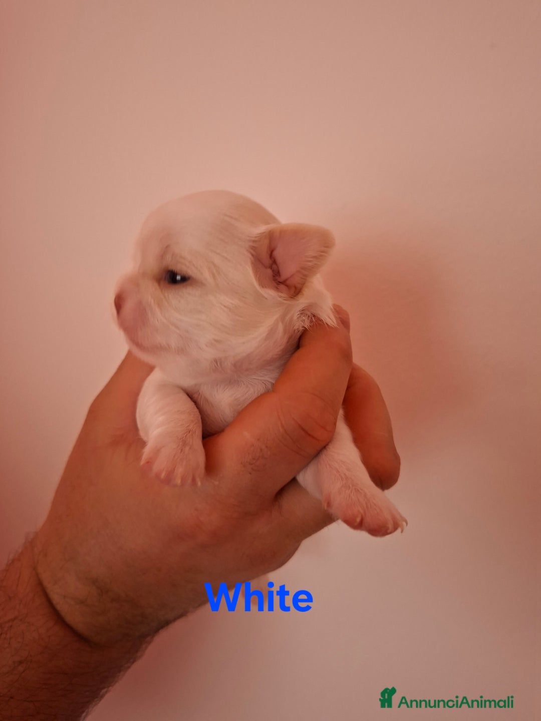 Chihuahua cani in vendita: Chihuahua pelo lungo  - Annuncio 3