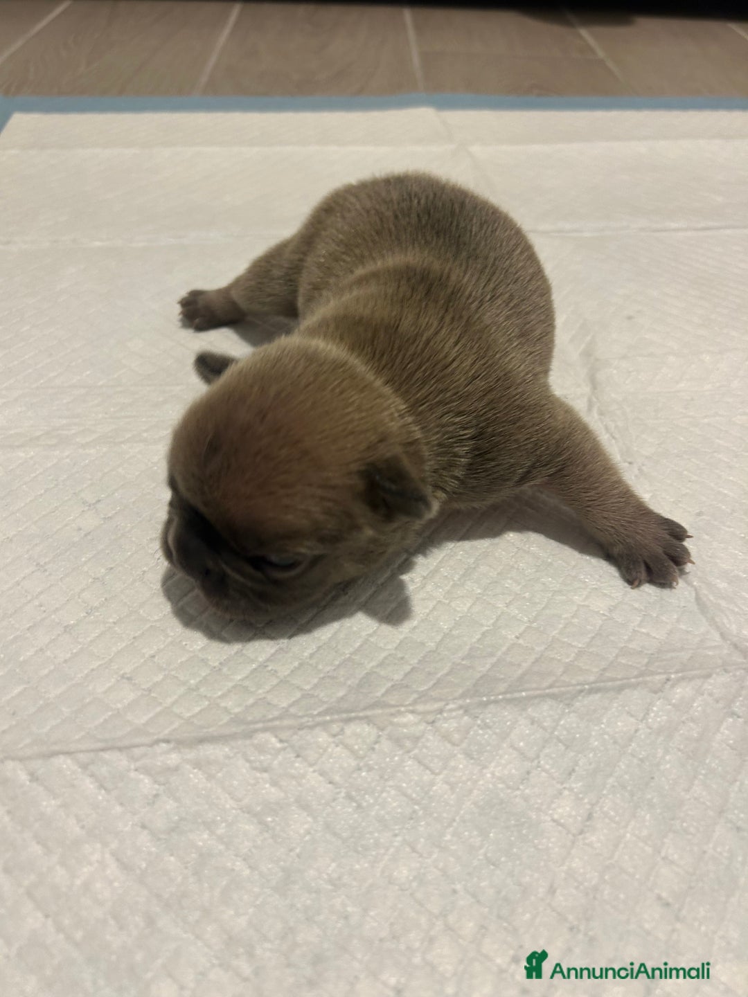 Bulldog Francese cani in vendita: Cuccioli maschi. Bulldog francese. - Annuncio 4