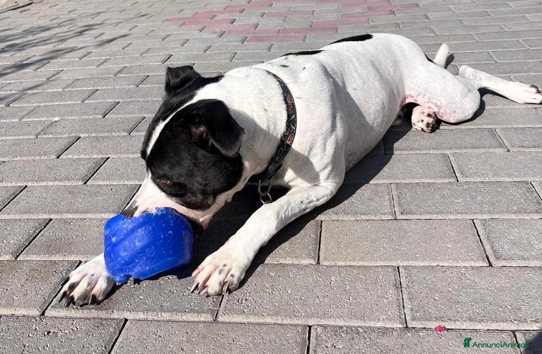 Meticcio cani in regalo: BLACK GENTILCANE - Annuncio 7