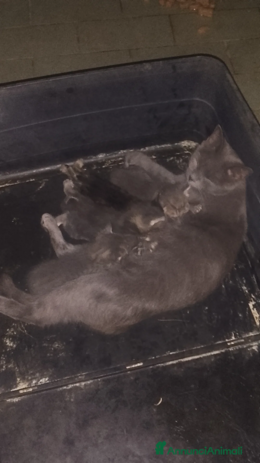 Meticcio gatti in regalo: Regalo gattini  a Provincia di Latina - Annuncio 2