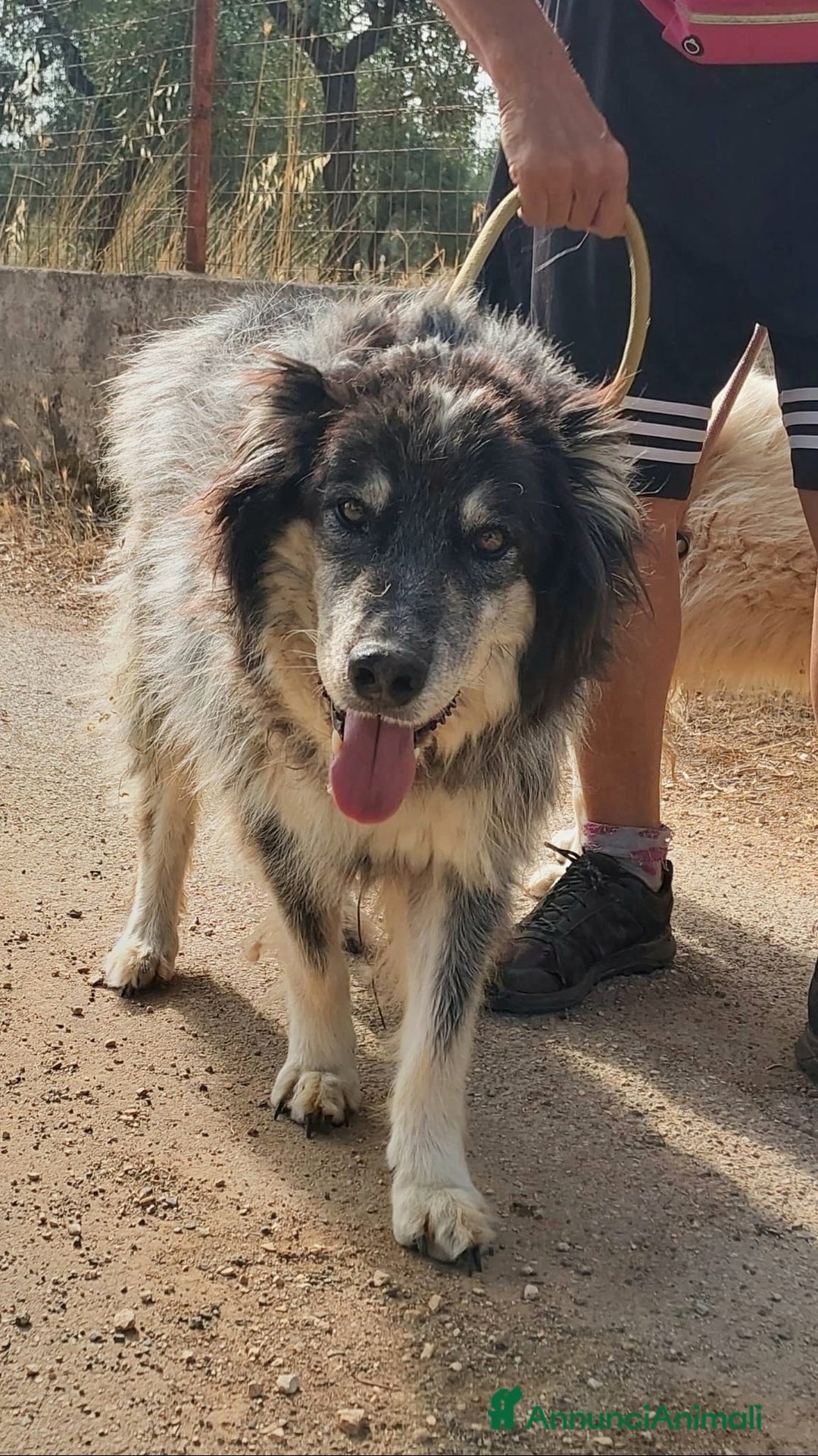 Meticcio cani in regalo: Nonno Nando Cerca Famiglia. Info Monica 3890238584 - Annuncio 4