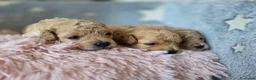 Barboncino Toy cani in vendita: Barboncini toy - Annuncio 4