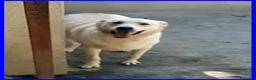 Meticcio cani in regalo: FOLK un pacioccone - Annuncio 4