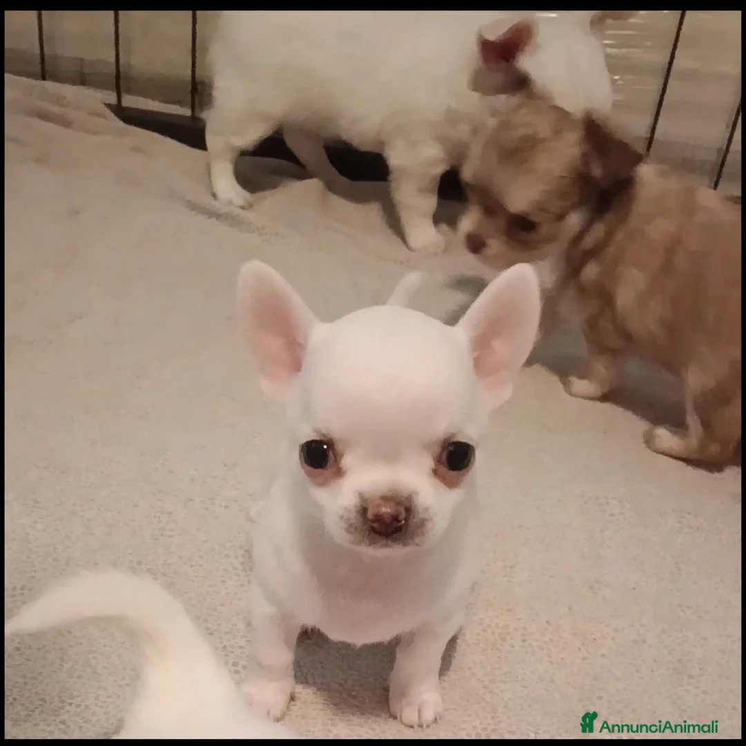 Chihuahua cani in vendita: Chihuahua maschi - Annuncio 4