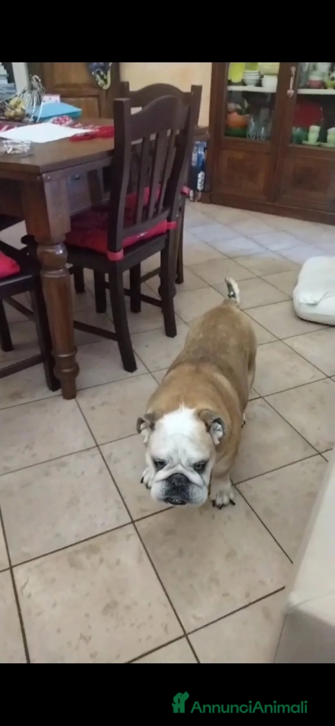 Bulldog cani in regalo: NONNA SHAKIRA HA BISOGNO DI TE, IN ADOZIONE - Annuncio 2