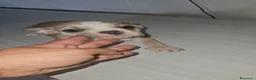 Bulldog Francese cani in vendita: Bulldog francese femmina  - Annuncio 11