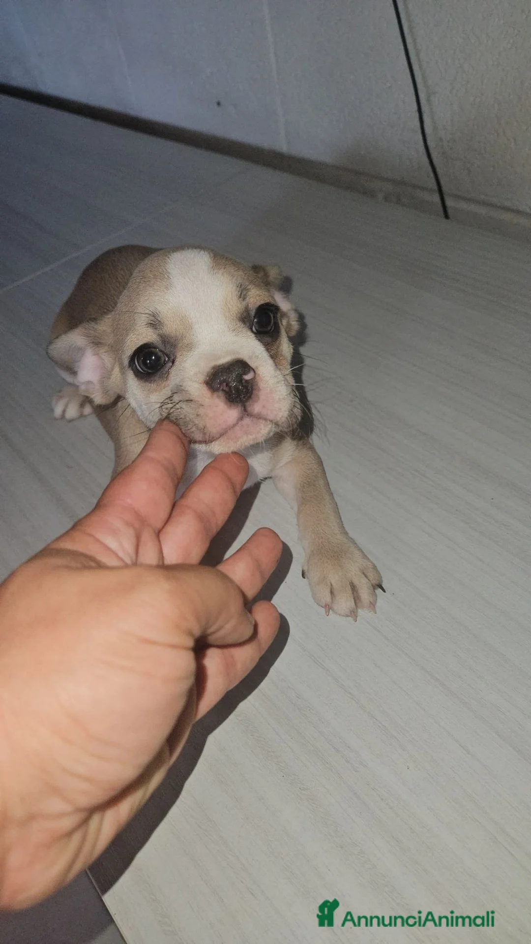 Bulldog Francese cani in vendita: Bulldog francese femmina  - Annuncio 11