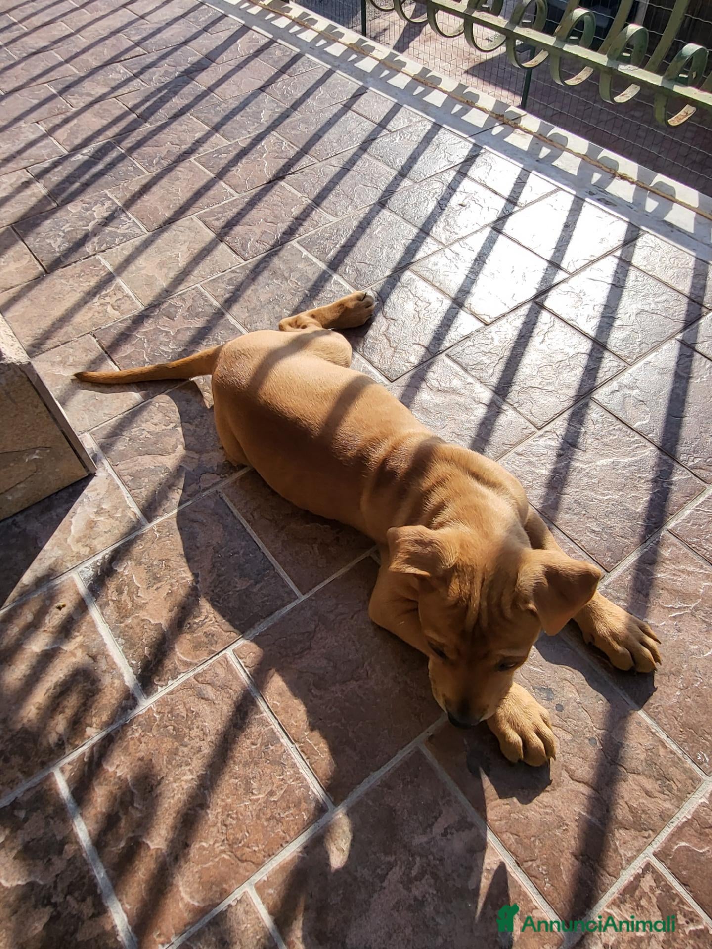 Pitbull cani Cucciola di pitbull ukc  - Annuncio 2